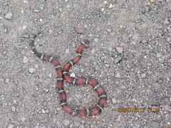 Lampropeltis polyzona