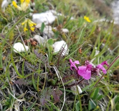Pedicularis rostratocapitata