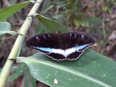 Tanaecia iapis