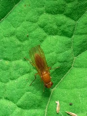 Psila