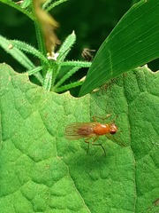 Psila