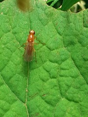 Psila