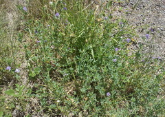 Medicago sativa sativa
