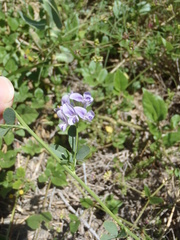 Medicago sativa sativa