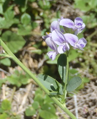 Medicago sativa sativa
