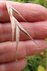 Bromus sitchensis