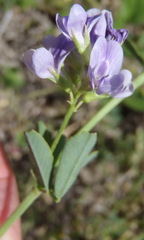 Medicago sativa sativa