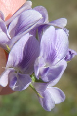 Medicago sativa sativa