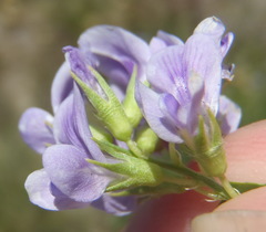 Medicago sativa sativa