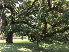 Quercus macrocarpa