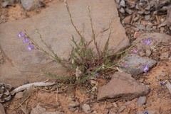 Penstemon linarioides