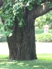 Quercus macrocarpa
