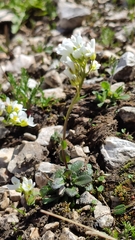 Arabis pumila
