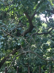 Quercus macrocarpa