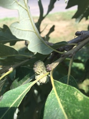Quercus macrocarpa