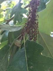 Quercus macrocarpa