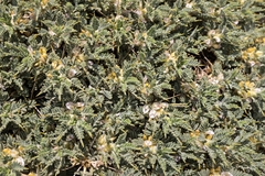 Astragalus creticus