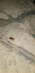 Temnopteryx phalerata
