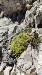 Facchinia cherlerioides