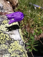 Campanula excisa