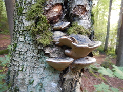 Phellinus nigricans