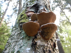Phellinus nigricans
