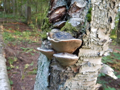 Phellinus nigricans