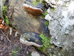 Phellinus nigricans