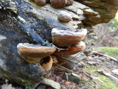 Phellinus nigricans