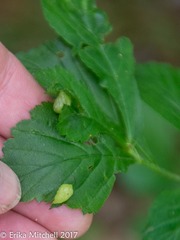 Blaesodiplosis venae