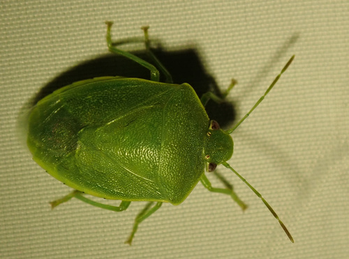 Pentatome pâle
