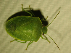 Acrosternum millierei