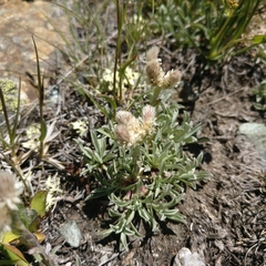 Antennaria dioica