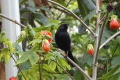 Black Flowerpiercer photo 4