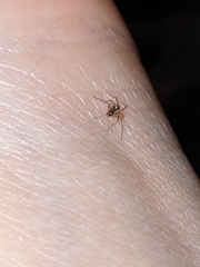Araneae
