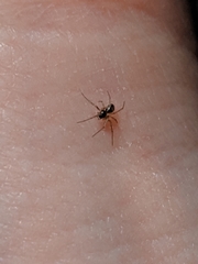 Araneae