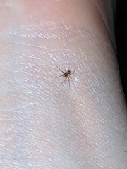 Araneae