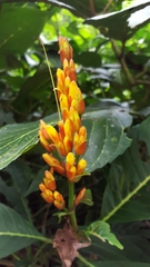 Sanchezia parvibracteata