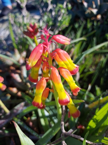 Lachenalia aloides