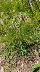 Oreojuncus monanthos