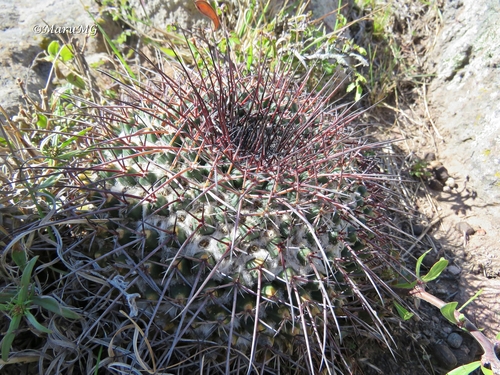 Mammillaria gigantea