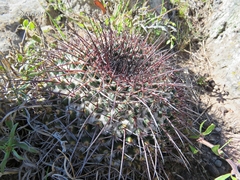 Mammillaria gigantea