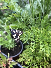 Callimorpha dominula