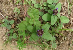 Prunella vulgaris vulgaris