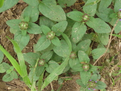 Prunella vulgaris vulgaris
