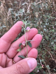 Acmispon americanus americanus