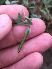 Acmispon americanus americanus