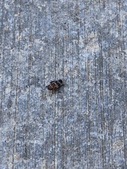 Anoscopus serratulae