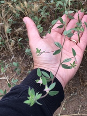 Acmispon americanus americanus