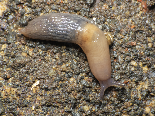 Chestnut Slug